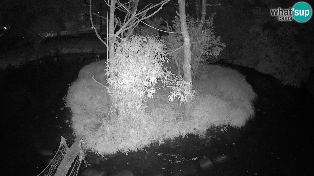 Gibbon à joues jaunes Zoo Ljubljana live cam