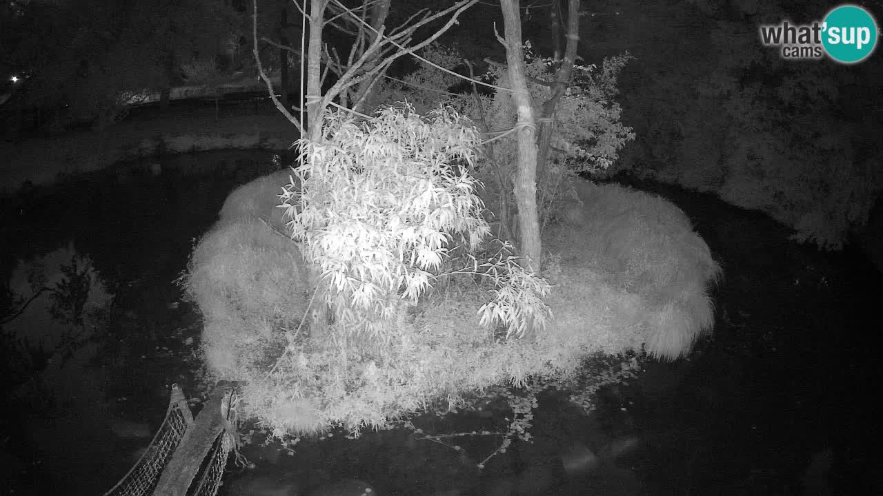 Gibbone dalle guance rosa nello ZOO di Ljubljana