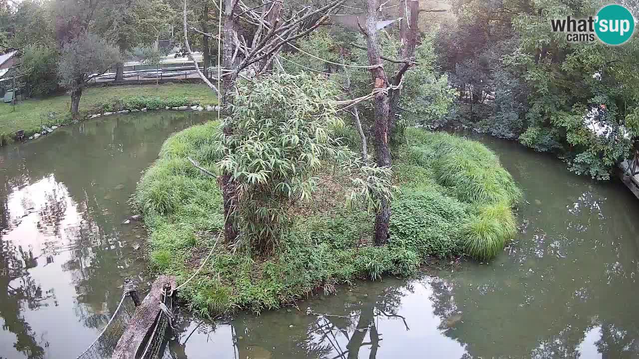 Südlicher Gelbwangen-Schopfgibbon Zoo Ljubljana webcam