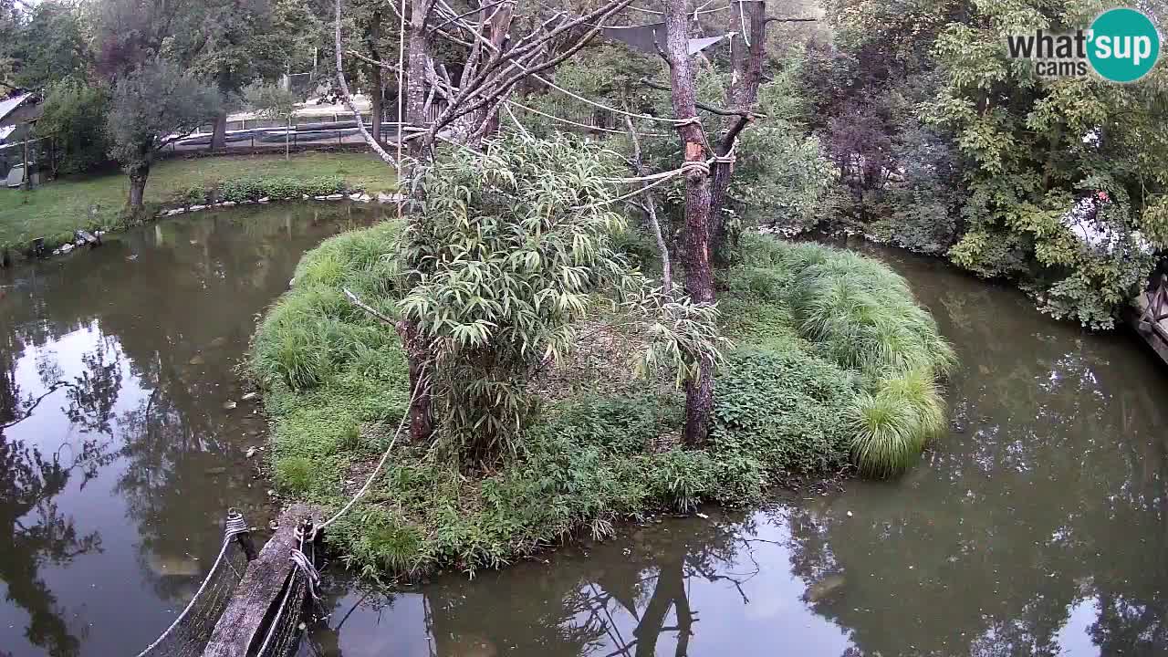 Gibbon à joues jaunes Zoo Ljubljana live cam