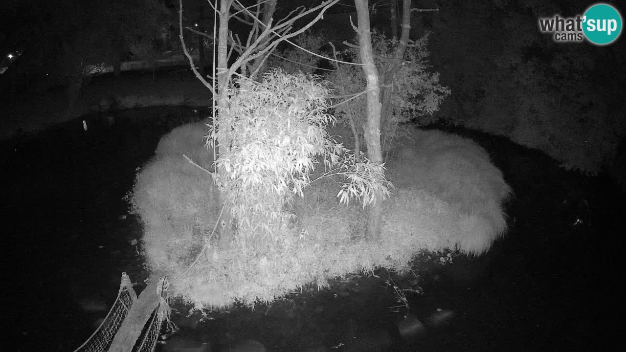 Gibbon à joues jaunes Zoo Ljubljana live cam