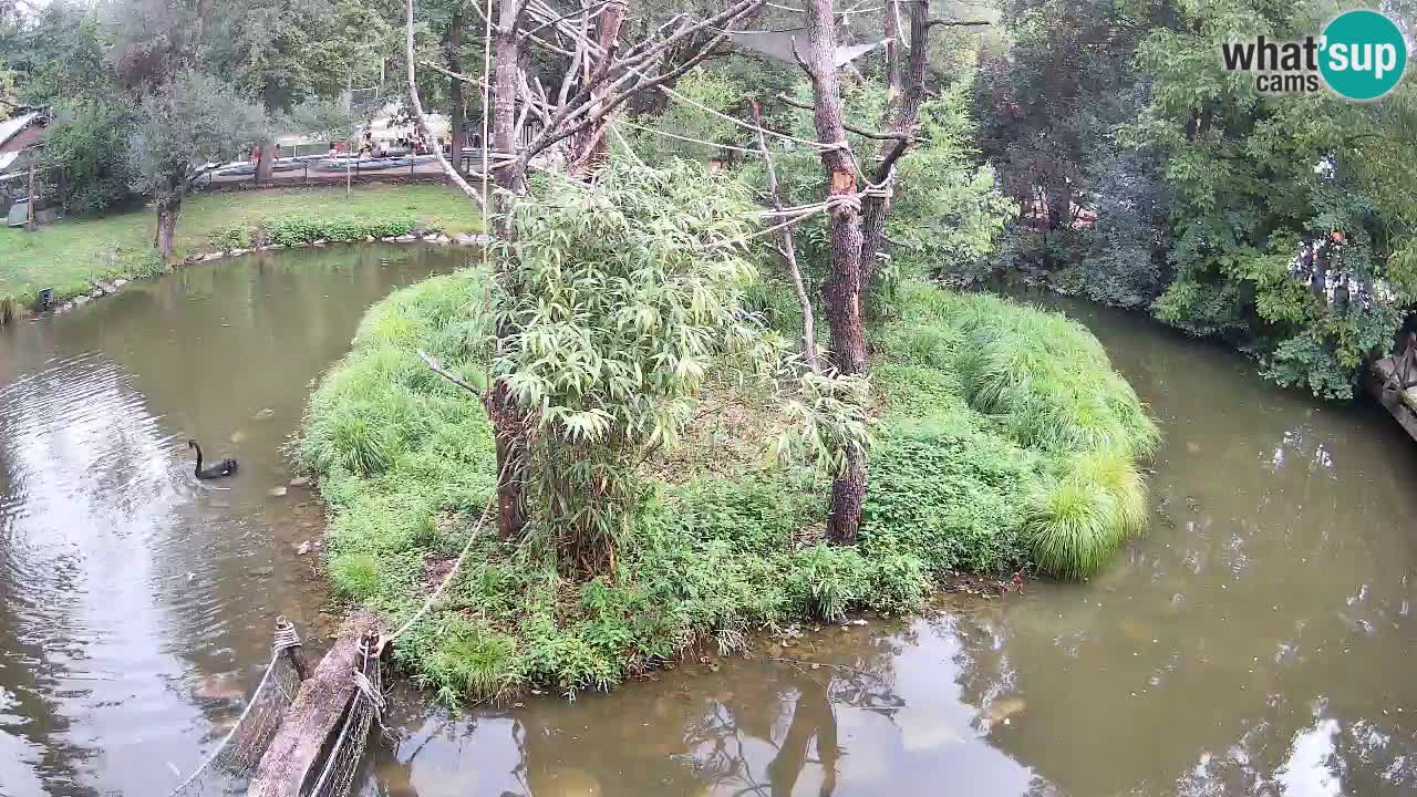 Südlicher Gelbwangen-Schopfgibbon Zoo Ljubljana webcam