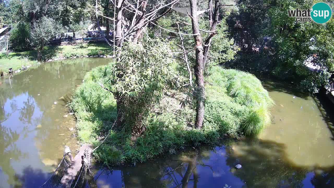 Gibbon à joues jaunes Zoo Ljubljana live cam
