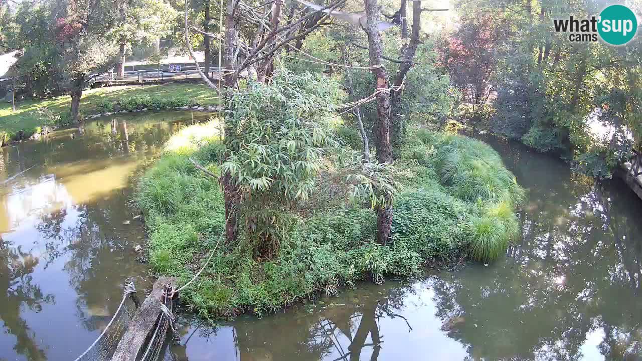 Yellow-cheeked gibbon Zoo Ljubljana livecam