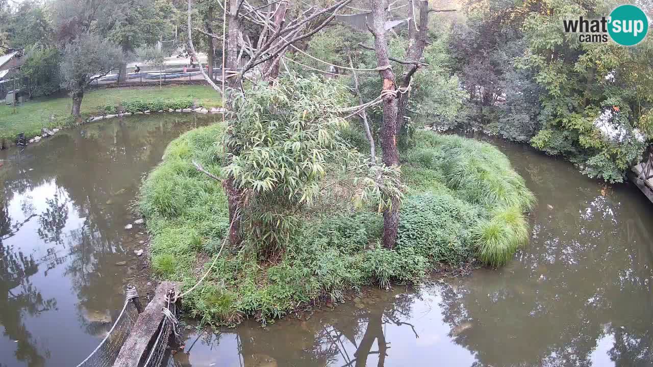 Gibbone dalle guance rosa nello ZOO di Ljubljana