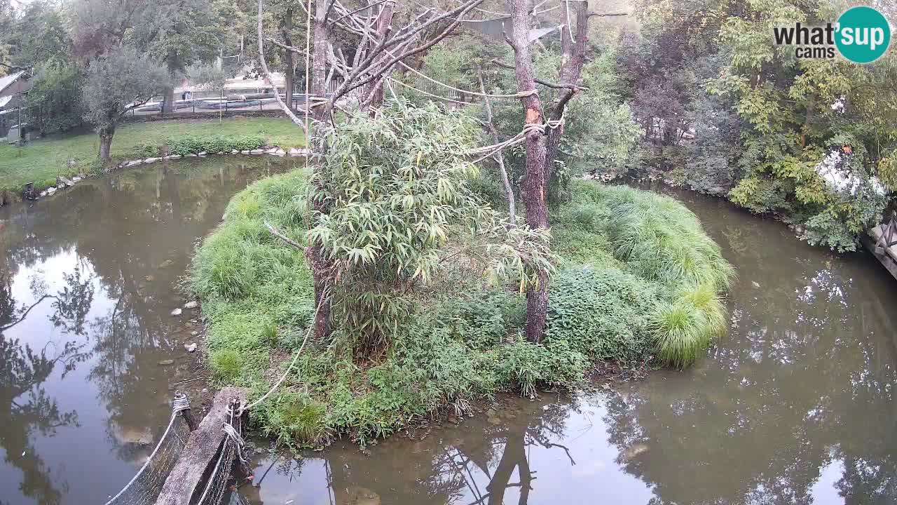 Yellow-cheeked gibbon Zoo Ljubljana livecam
