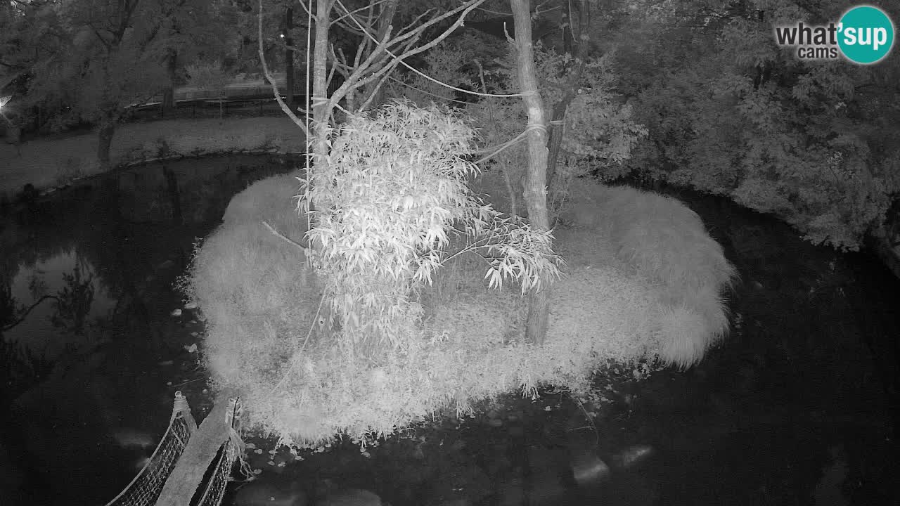 Südlicher Gelbwangen-Schopfgibbon Zoo Ljubljana webcam