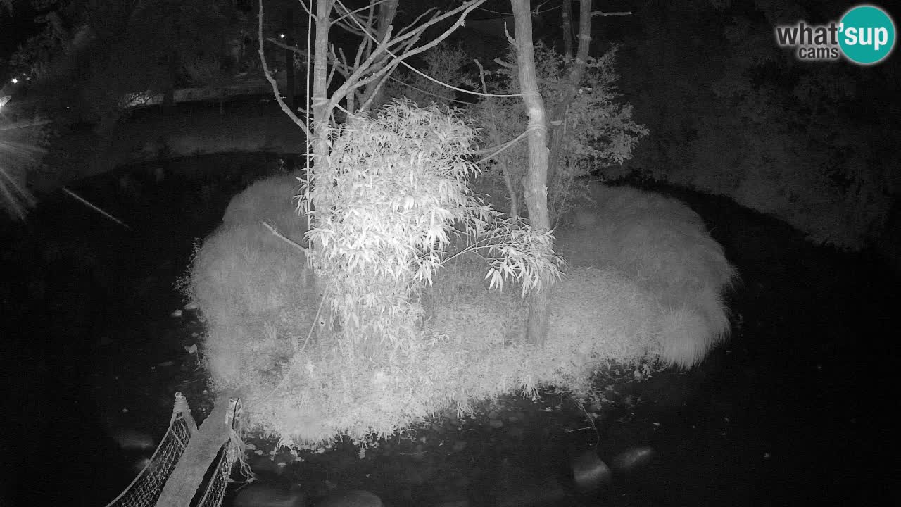 Gibon – Nomascus gabriellae – Zoo Ljubljana web kamera