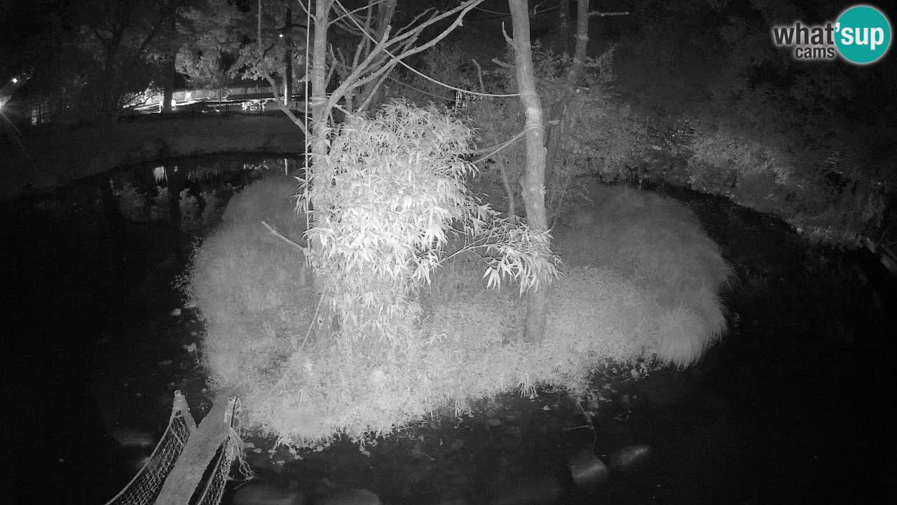 Gibbon à joues jaunes Zoo Ljubljana live cam
