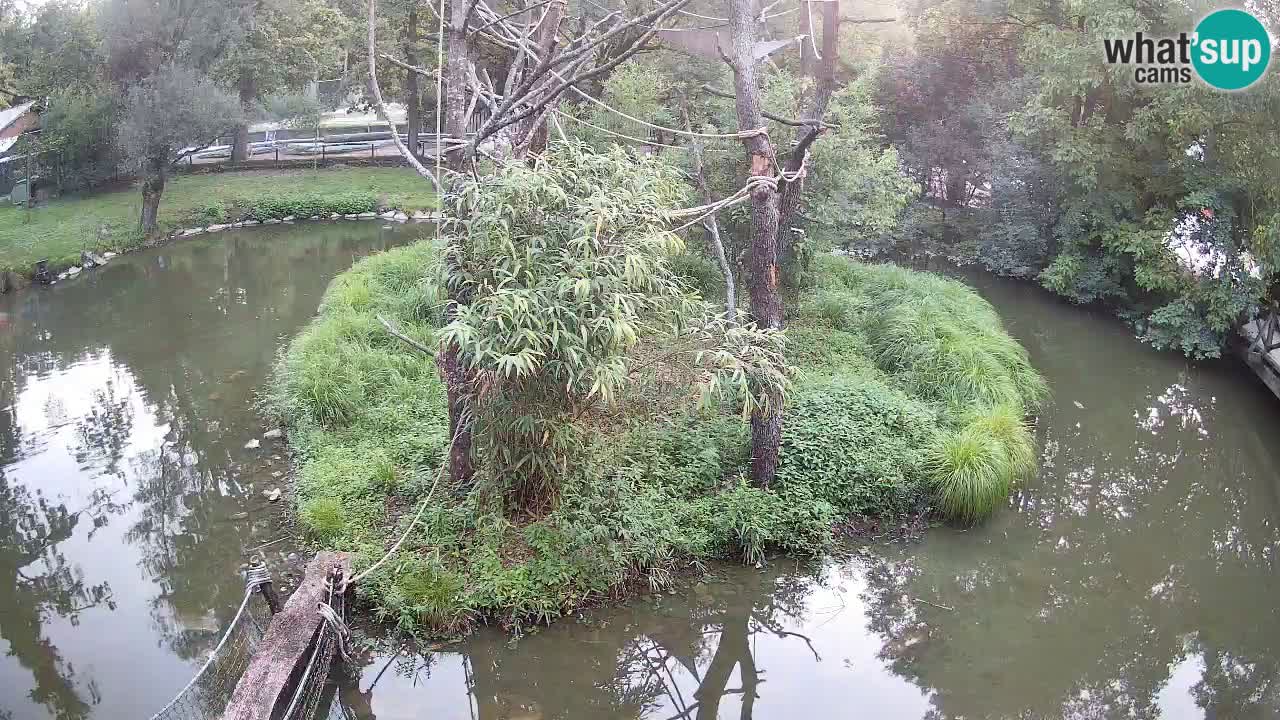 Gibbon à joues jaunes Zoo Ljubljana live cam