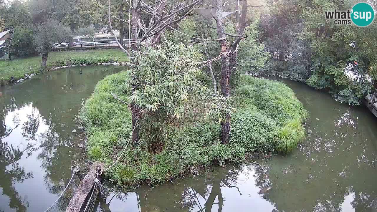 Gibbone dalle guance rosa nello ZOO di Ljubljana