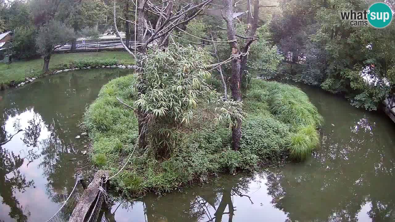 Gibbone dalle guance rosa nello ZOO di Ljubljana