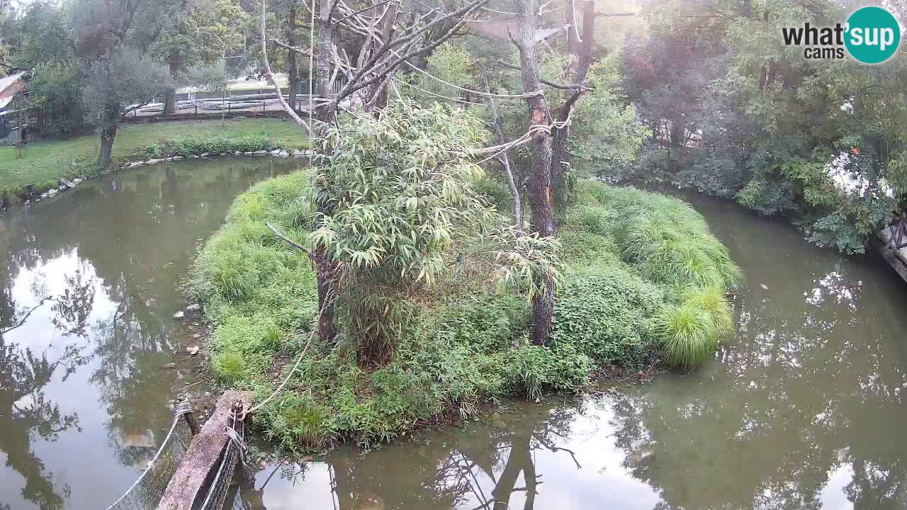 Gibbone dalle guance rosa nello ZOO di Ljubljana