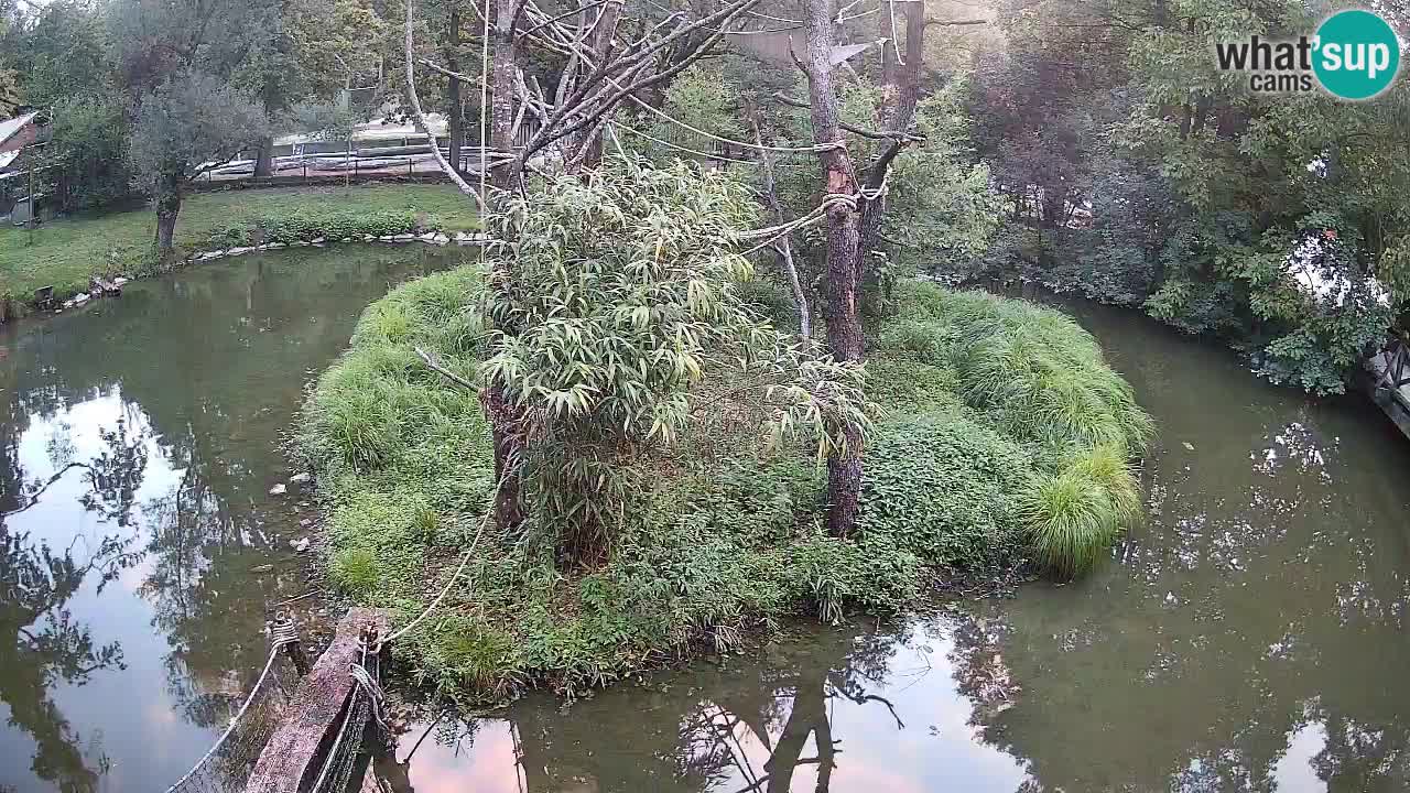 Zlatolični gibon živalski vrt Ljubljana