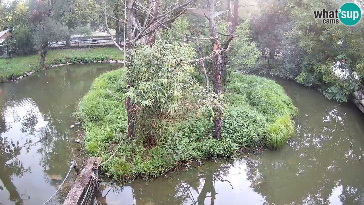 Gibbon à joues jaunes Zoo Ljubljana live cam