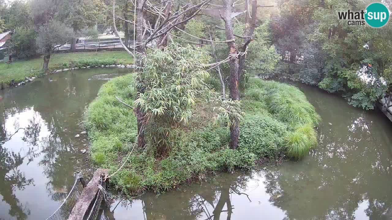 Gibbon à joues jaunes Zoo Ljubljana live cam