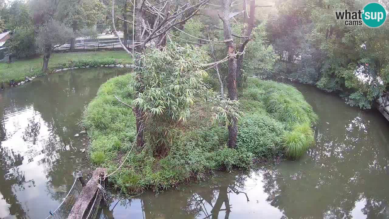 Yellow-cheeked gibbon Zoo Ljubljana livecam