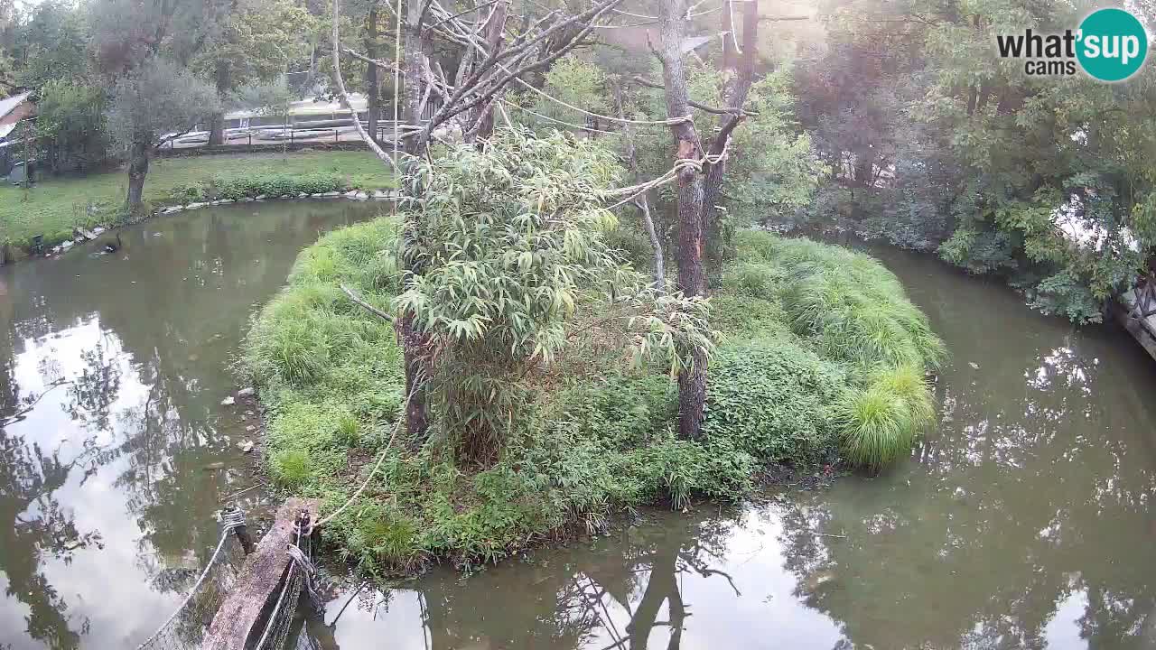 Yellow-cheeked gibbon Zoo Ljubljana livecam
