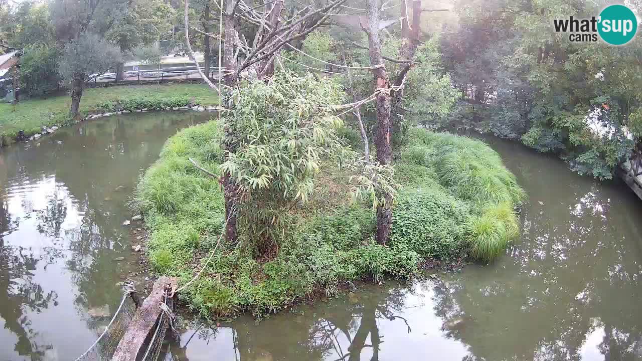 Yellow-cheeked gibbon Zoo Ljubljana livecam