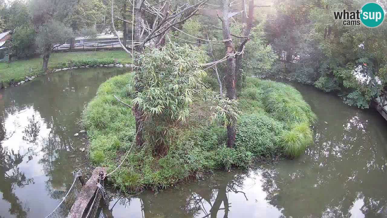 Yellow-cheeked gibbon Zoo Ljubljana livecam