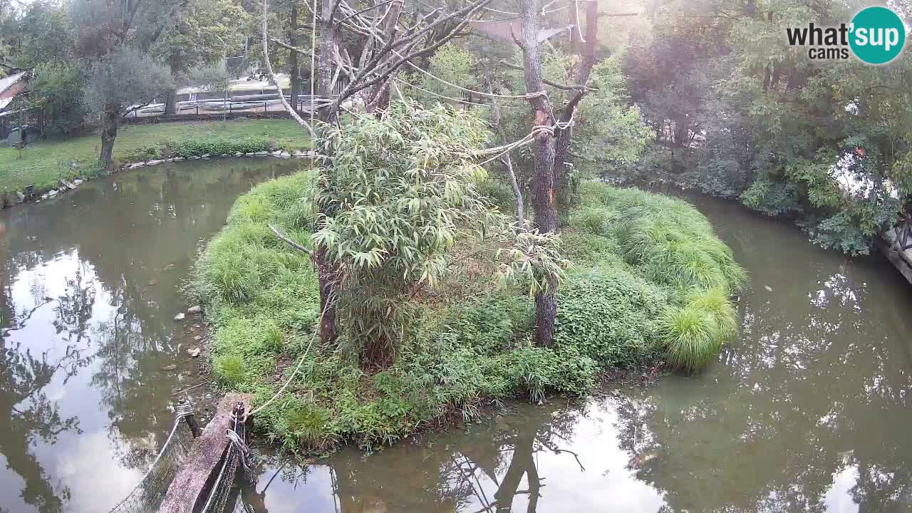 Yellow-cheeked gibbon Zoo Ljubljana livecam