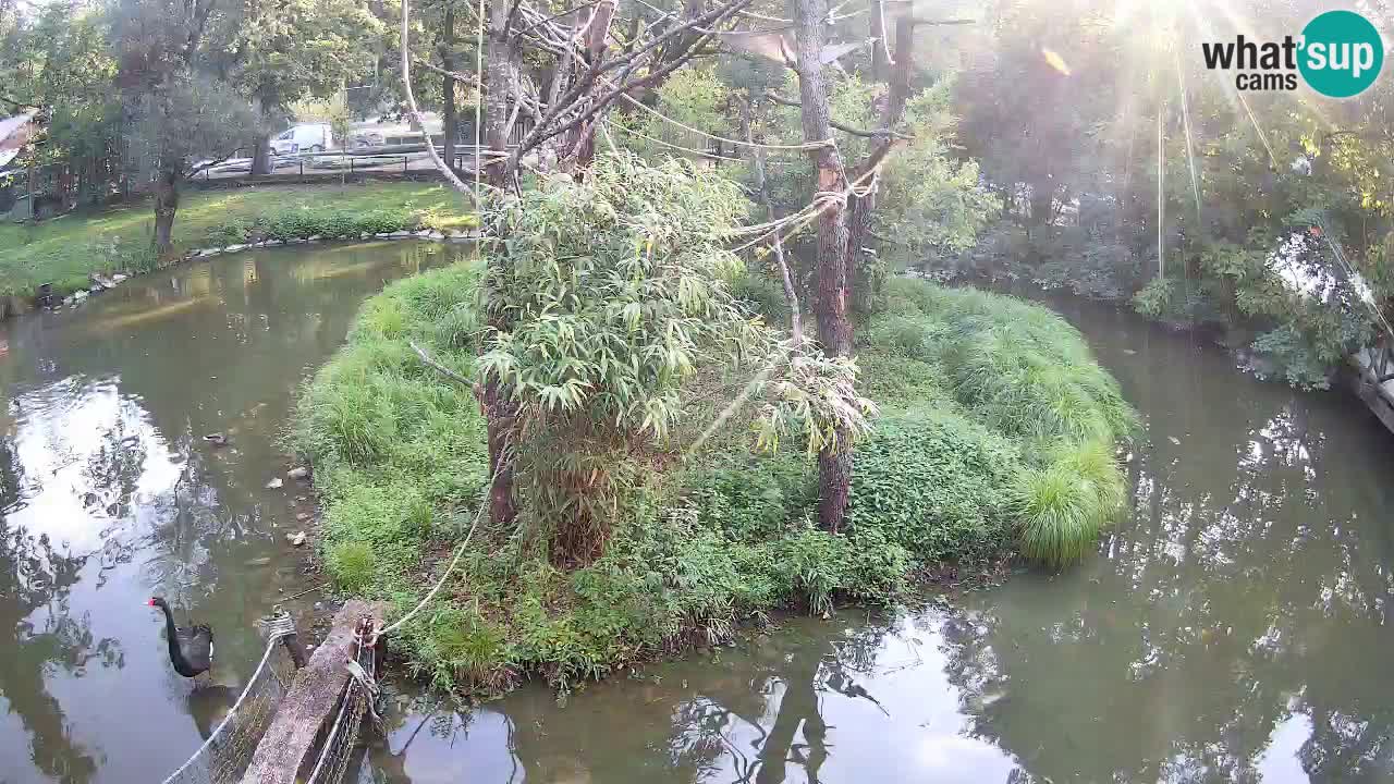 Gibbon à joues jaunes Zoo Ljubljana live cam