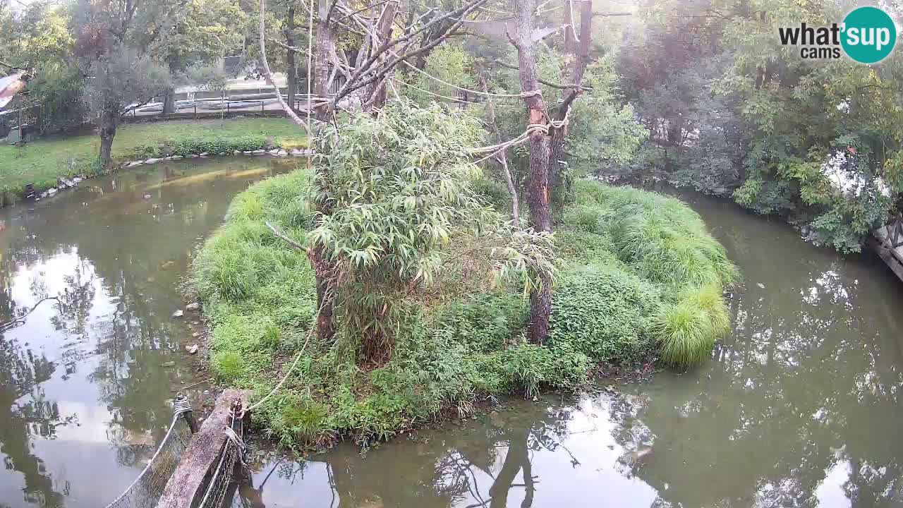 Gibbon à joues jaunes Zoo Ljubljana live cam