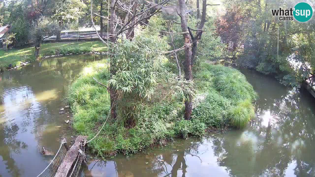 Gibon – Nomascus gabriellae – Zoo Ljubljana web kamera