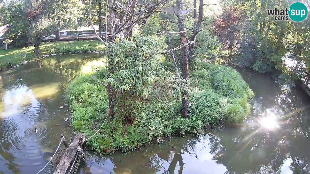 Südlicher Gelbwangen-Schopfgibbon Zoo Ljubljana webcam