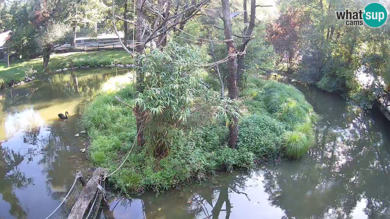 Gibon – Nomascus gabriellae – Zoo Ljubljana web kamera