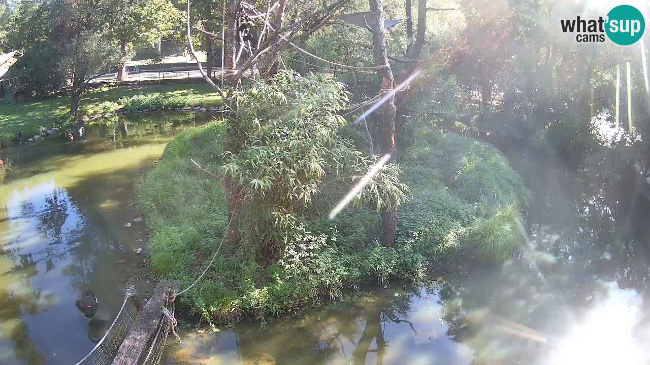 Yellow-cheeked gibbon Zoo Ljubljana livecam