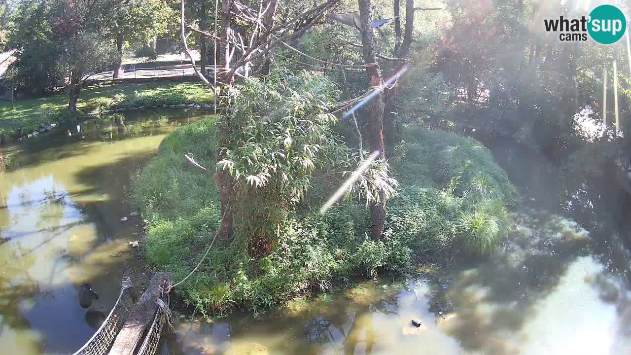 Gibbon à joues jaunes Zoo Ljubljana live cam