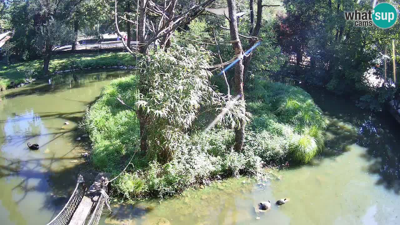 Gibbon à joues jaunes Zoo Ljubljana live cam