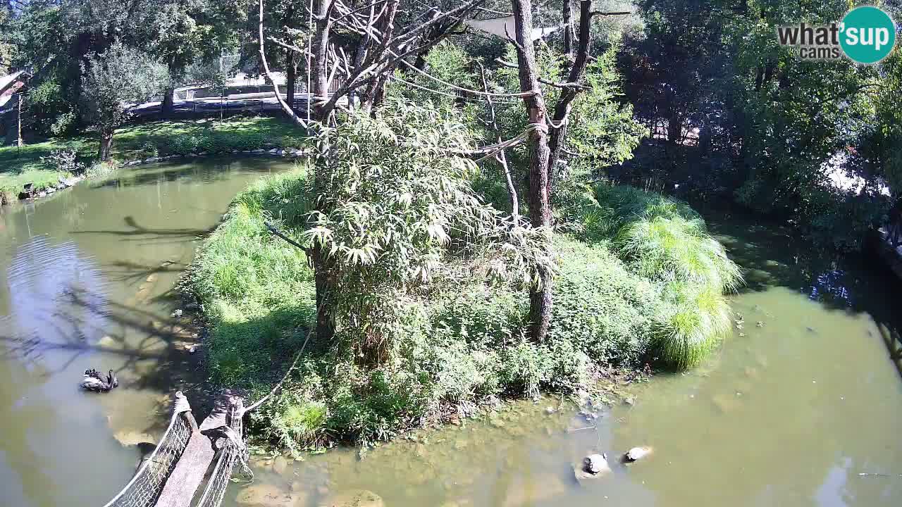 Gibbone dalle guance rosa nello ZOO di Ljubljana