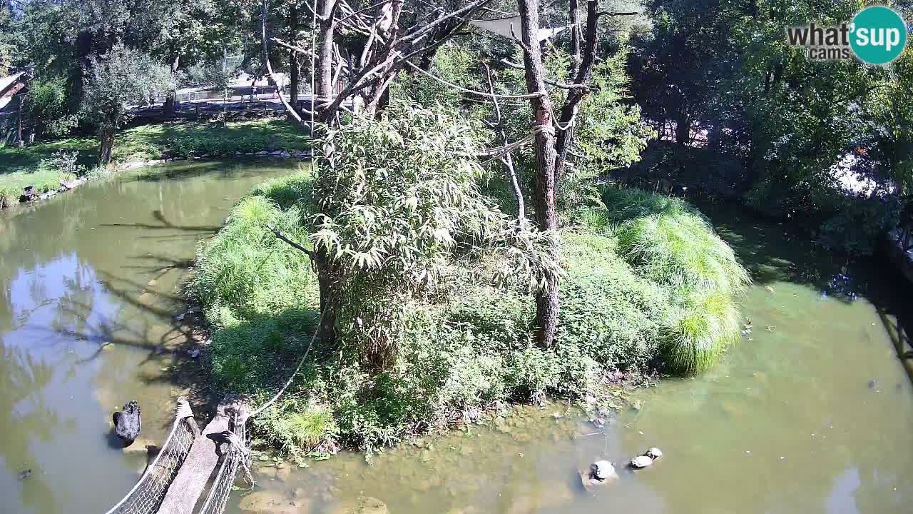 Yellow-cheeked gibbon Zoo Ljubljana livecam