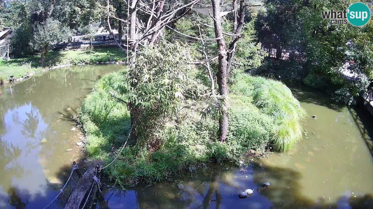 Gibon – Nomascus gabriellae – Zoo Ljubljana web kamera