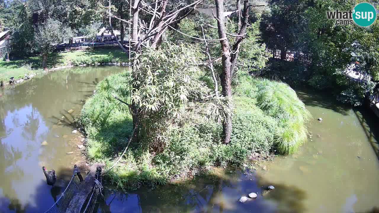 Gibon – Nomascus gabriellae – Zoo Ljubljana web kamera