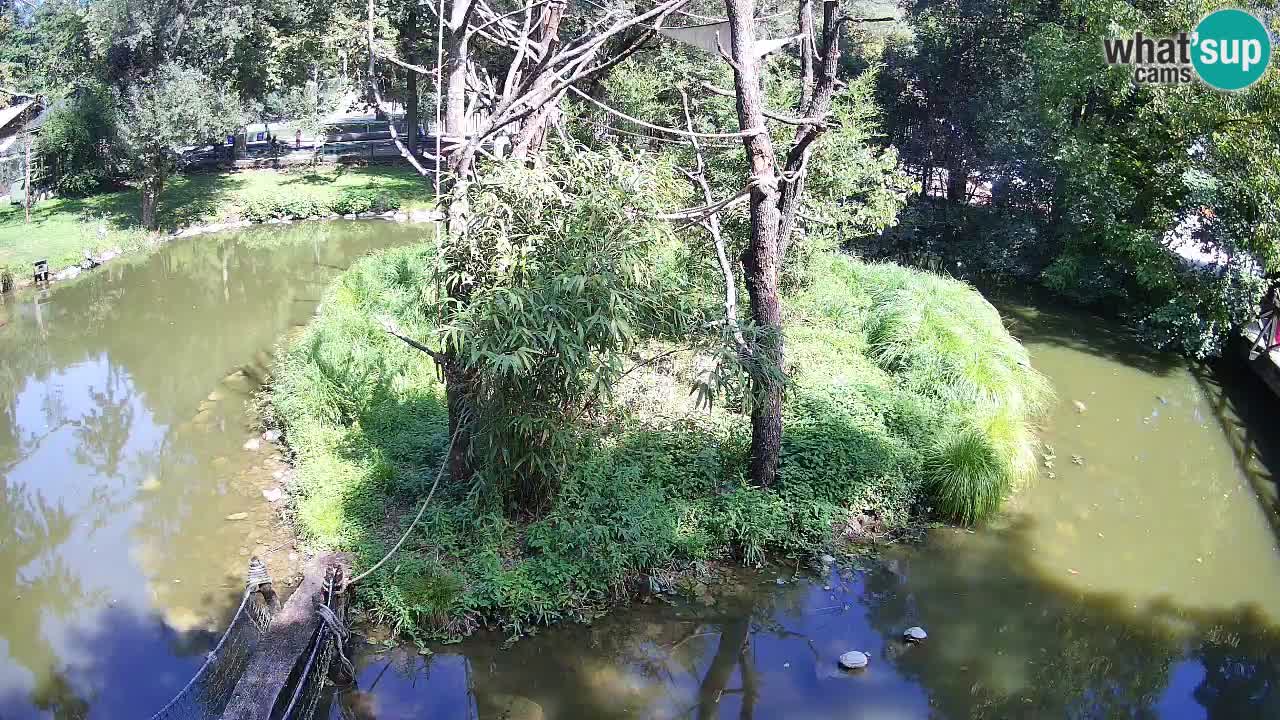 Gibbon à joues jaunes Zoo Ljubljana live cam