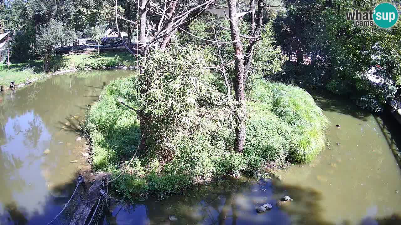 Yellow-cheeked gibbon Zoo Ljubljana livecam