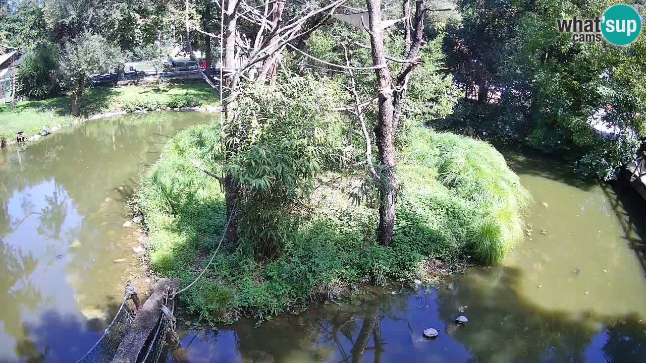 Gibon – Nomascus gabriellae – Zoo Ljubljana web kamera