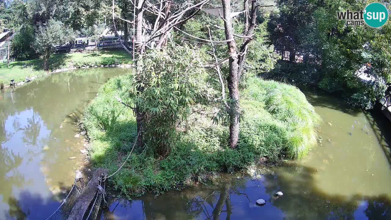Zlatolični gibon živalski vrt Ljubljana