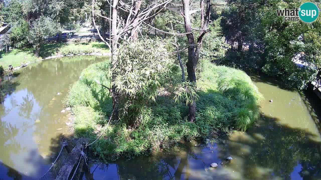 Gibbon à joues jaunes Zoo Ljubljana live cam
