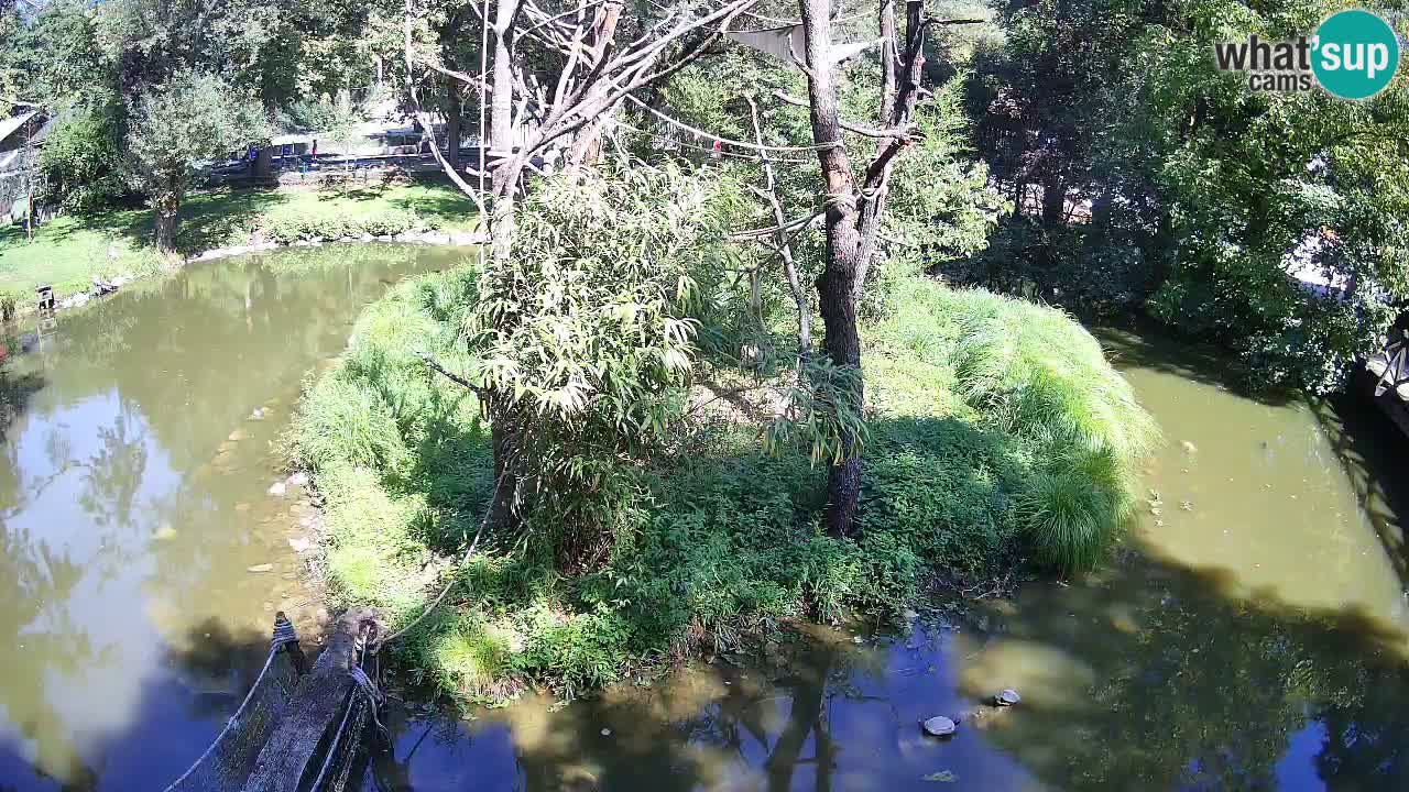 Gibbon à joues jaunes Zoo Ljubljana live cam