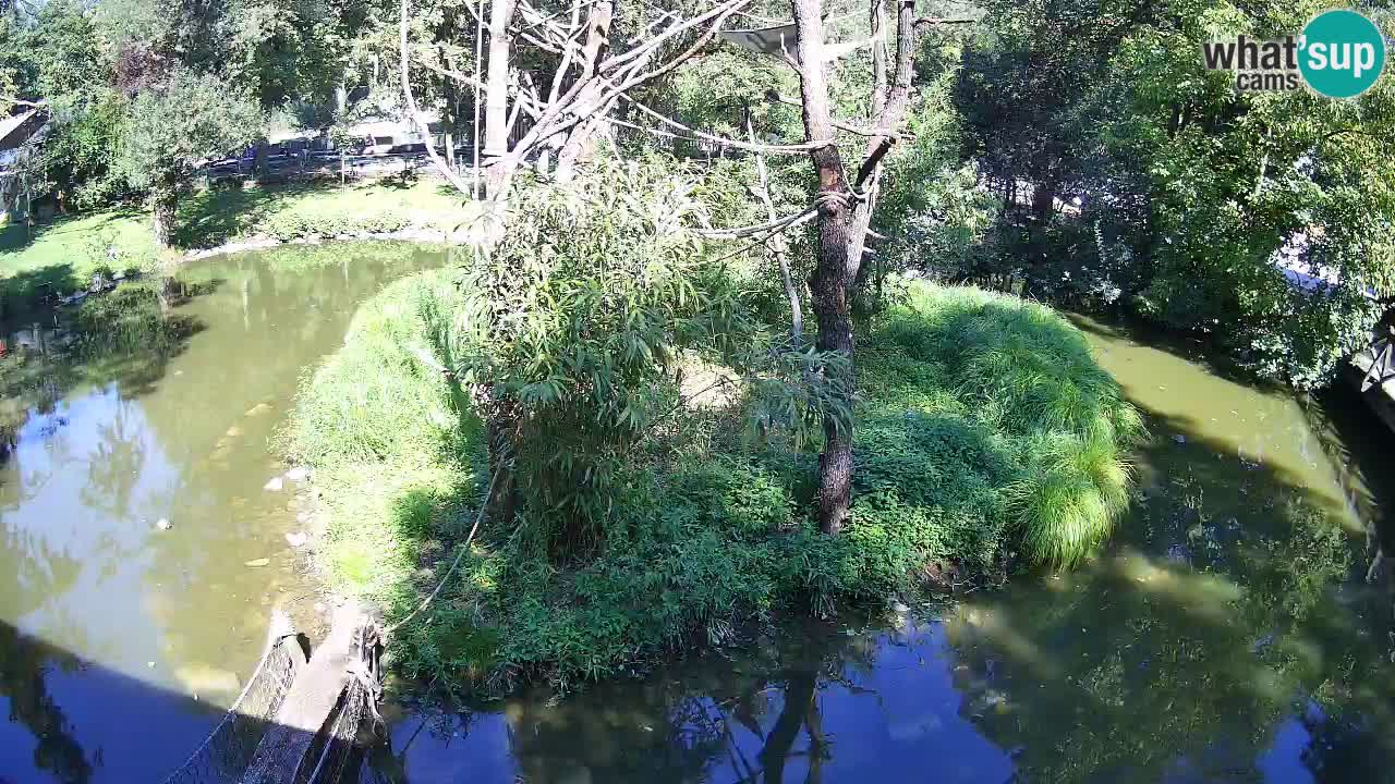 Gibbon à joues jaunes Zoo Ljubljana live cam