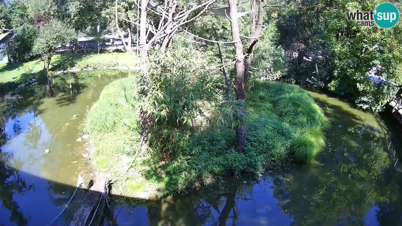 Gibon – Nomascus gabriellae – Zoo Ljubljana web kamera
