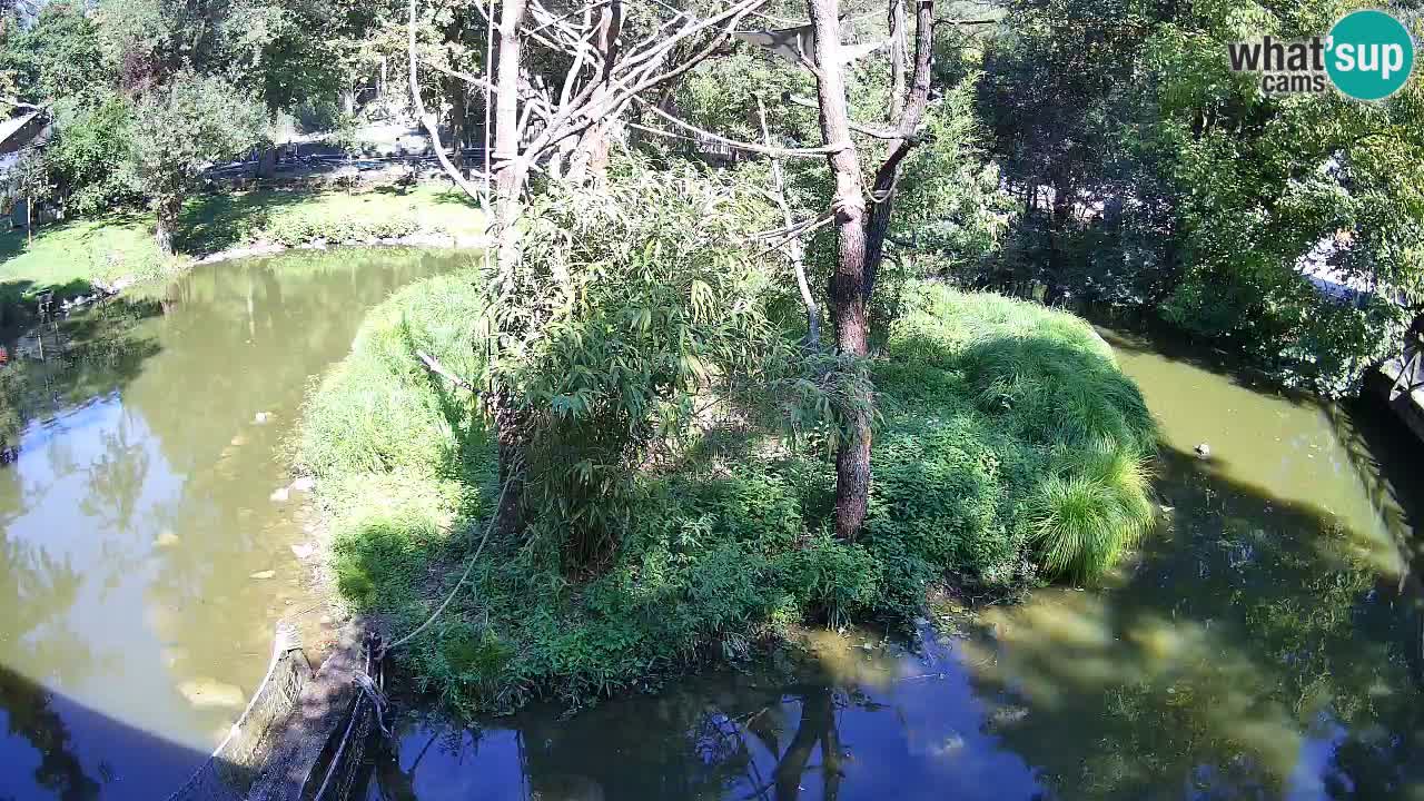 Gibbon à joues jaunes Zoo Ljubljana live cam