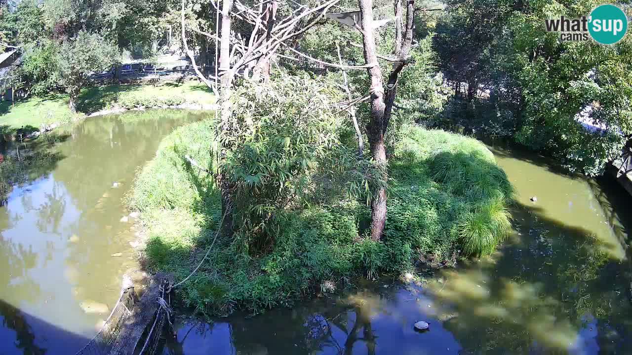 Zlatolični gibon živalski vrt Ljubljana