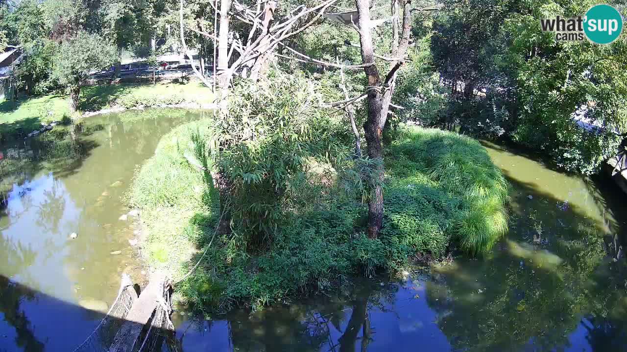 Zlatolični gibon živalski vrt Ljubljana