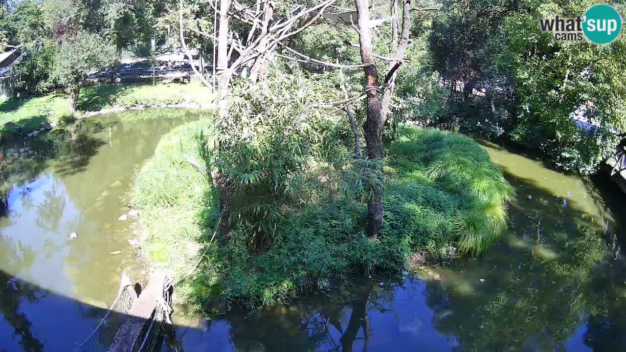Zlatolični gibon živalski vrt Ljubljana