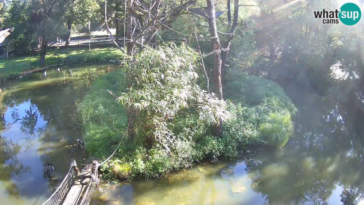 Yellow-cheeked gibbon Zoo Ljubljana livecam